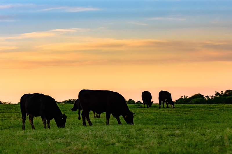 Cattle Merck